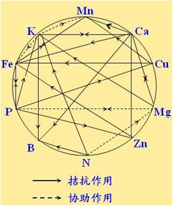 原料型鉀肥和鎂肥為什么會發(fā)生拮抗？