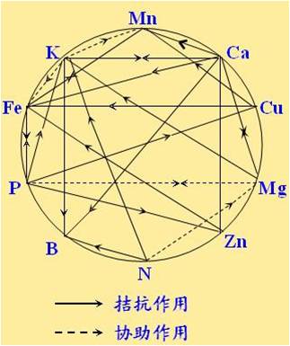 原料型鉀肥和鎂肥為什么會發(fā)生拮抗？