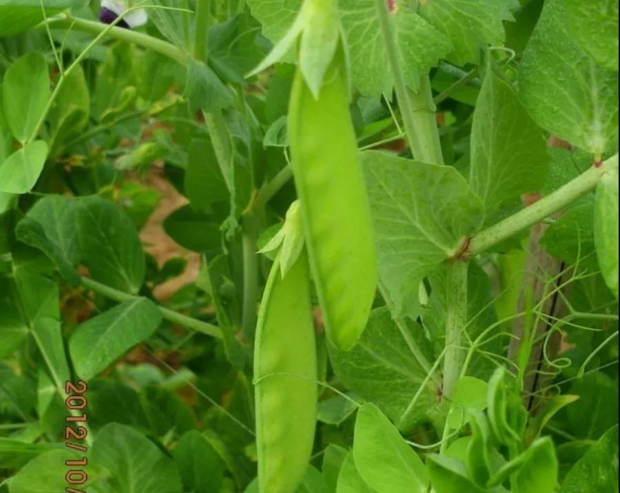 豆莢飽滿(mǎn).jpg